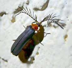 Attēlu rezultāti vaicājumam “Lampyridae”