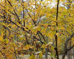 Attēlu rezultāti vaicājumam “Carpinus caroliniana male flower”