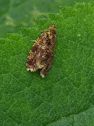 Attēlu rezultāti vaicājumam “Celypha siderana”