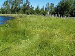 Attēlu rezultāti vaicājumam “Nehalennia speciosa”