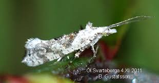 Attēlu rezultāti vaicājumam “Ypsolopha asperella”