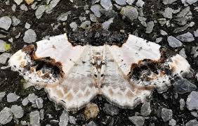 Attēlu rezultāti vaicājumam “Ligdia adustata”