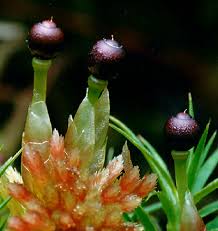 Attēlu rezultāti vaicājumam “Sphagnum angustifolium sporophyte”
