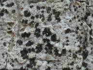 Attēlu rezultāti vaicājumam “Arthonia leucopellaea”