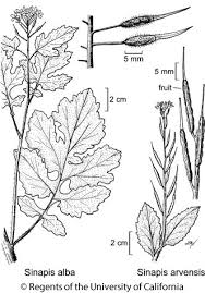 Attēlu rezultāti vaicājumam “Sinapis alba leaf”