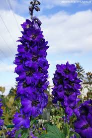 Attēlu rezultāti vaicājumam “Delphinium elatum”