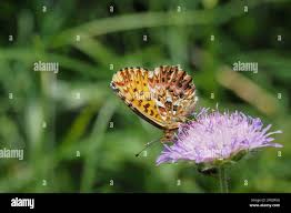 Attēlu rezultāti vaicājumam “Boloria titania”