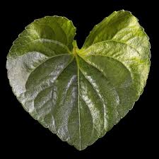 Attēlu rezultāti vaicājumam “Viola odorata leaf”