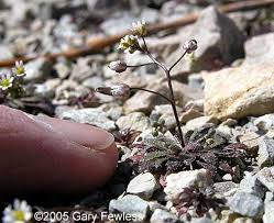 Attēlu rezultāti vaicājumam “Erophila verna flower”