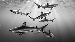Image result for Carcharhinus perezii