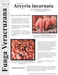 Attēlu rezultāti vaicājumam “Arcyria incarnata”