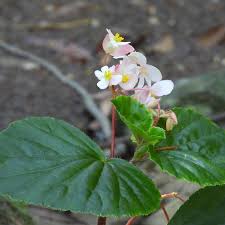 Image result for Begonia cucullata var. Hookeri