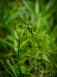 Attēlu rezultāti vaicājumam “Carex pallescens”