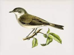 Attēlu rezultāti vaicājumam “Sylvia curruca adult”