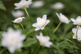 Attēlu rezultāti vaicājumam “Anemone nemorosa flower”
