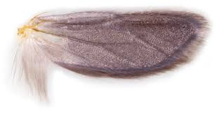 Attēlu rezultāti vaicājumam “Yponomeuta malinellus / cagnagella”