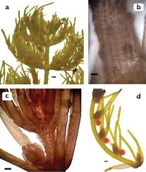 Attēlu rezultāti vaicājumam “Chara rudis”