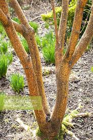 Attēlu rezultāti vaicājumam “Acer rufinerve”