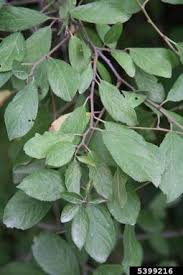 Attēlu rezultāti vaicājumam “Prunus spinosa leaf”