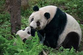 Image result for pandas