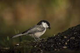 Image result for Poecile montana