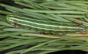 Attēlu rezultāti vaicājumam “Sphinx pinastri larva”