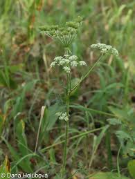 Attēlu rezultāti vaicājumam “Laserpitium prutenicum”
