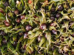 Attēlu rezultāti vaicājumam “Ephemerum serratum sporophyte”