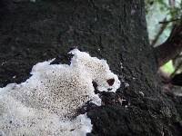 Attēlu rezultāti vaicājumam “Oxyporus corticola”