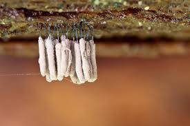 Attēlu rezultāti vaicājumam “Stemonitidaceae”