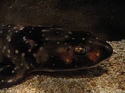 Image result for Haploblepharus edwardsii