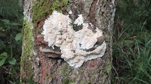 Attēlu rezultāti vaicājumam “Junghuhnia pseudozilingiana”