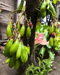 Attēlu rezultāti vaicājumam “Betula humilis fruit”