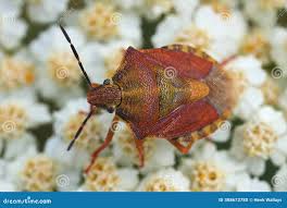 Attēlu rezultāti vaicājumam “Carpocoris sp. nymph”