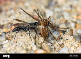 Attēlu rezultāti vaicājumam “Pompilidae”