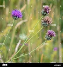 Attēlu rezultāti vaicājumam “Cirsium heterophyllum flower”