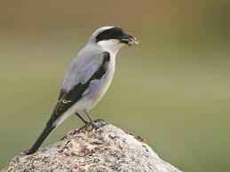 Image result for Lanius minor