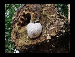 Attēlu rezultāti vaicājumam “Reticularia lycoperdon young”