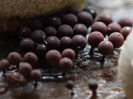 Attēlu rezultāti vaicājumam “Enerthenema papillatum stalked”