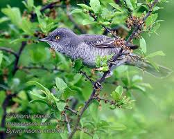 Attēlu rezultāti vaicājumam “Sylvia nisoria”