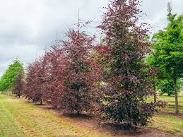 Attēlu rezultāti vaicājumam “Fagus sylvatica fo. purpurea female flower”