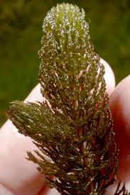 Attēlu rezultāti vaicājumam “Ceratophyllaceae”