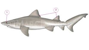 Image result for Odontaspis ferox