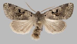 Attēlu rezultāti vaicājumam “Orthosia gothica”