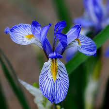 Image result for Iris