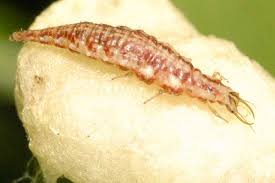 Attēlu rezultāti vaicājumam “Hemerobiidae”