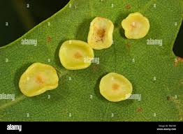 Attēlu rezultāti vaicājumam “Neuroterus albipes”