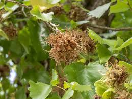 Attēlu rezultāti vaicājumam “Corylus colurna”