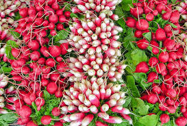 Image result for Raphanus sativus ssp. Oleiformes