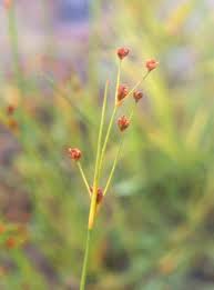 Attēlu rezultāti vaicājumam “Juncus alpinoarticulatus”